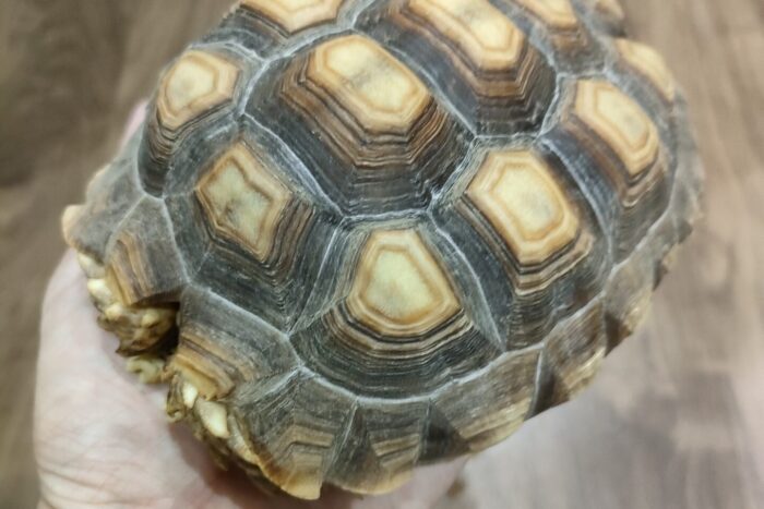 ケヅメリクガメ