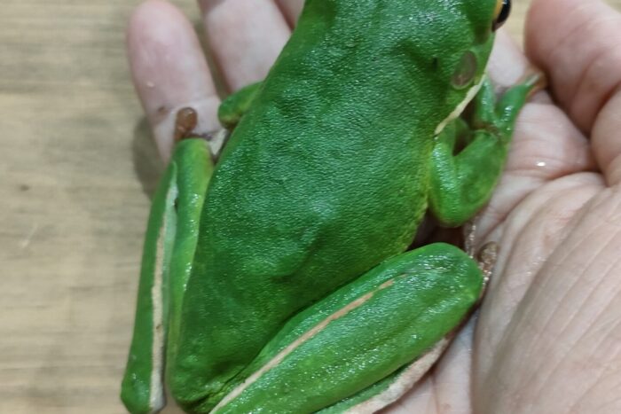 クツワアメガエル