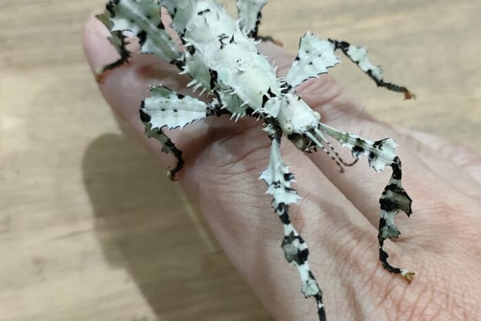 ユウレイヒレアシナナフシ(擬態色)