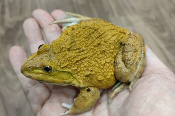 ババトラフガエル(ハイイエロー)