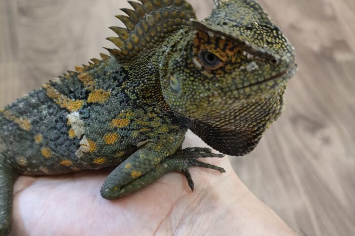 カメレオンモリドラゴン