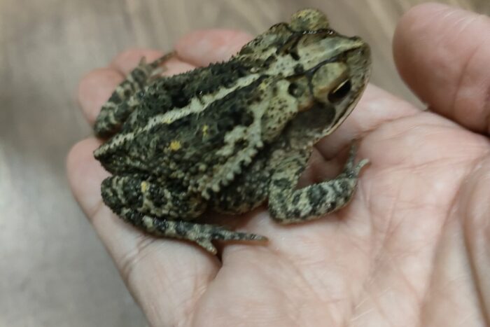 ガルフコーストヒキガエル