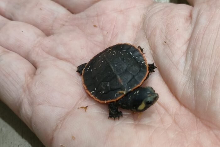 ニシキマゲクビガメ