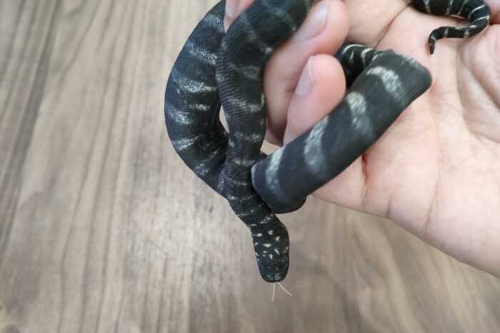 ヒメヤスリヘビ