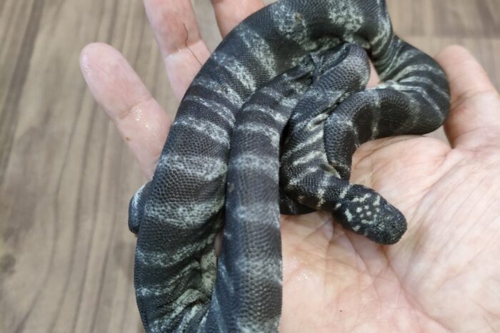 ヒメヤスリヘビ