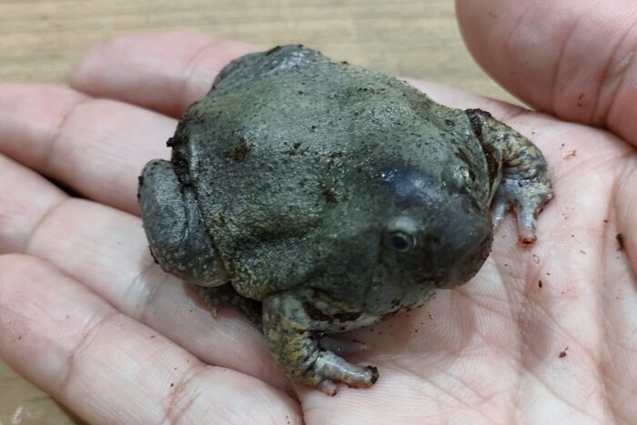パグガエル