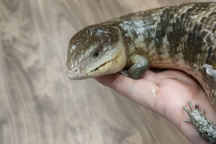 キメラアオジタトカゲ