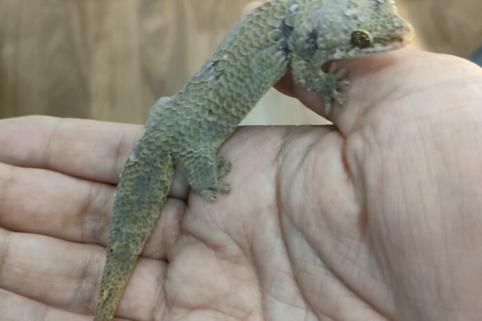 オオバクチヤモリ