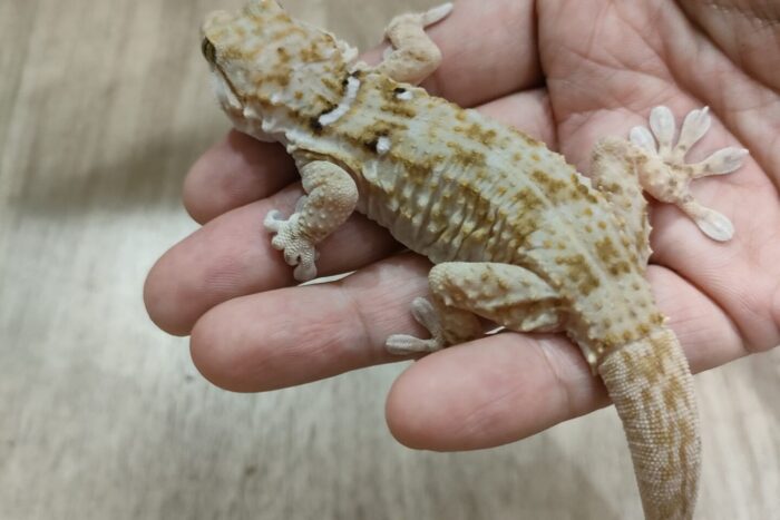 タマキカベヤモリ