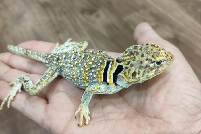 トウブクビワトカゲ
