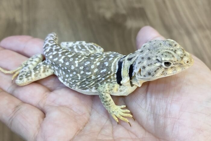 トウブクビワトカゲ