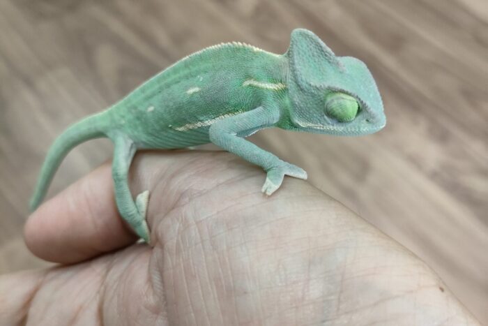 エボシカメレオン ♀