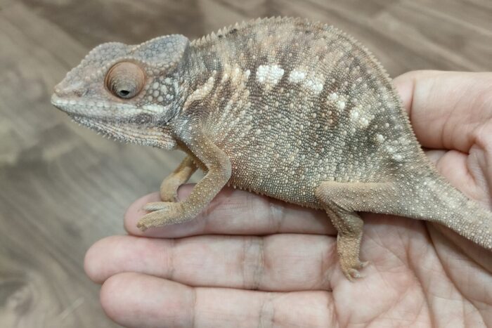 パンサーカメレオン(ノシベブルー) ♀