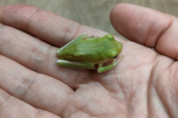 クツワアメガエル