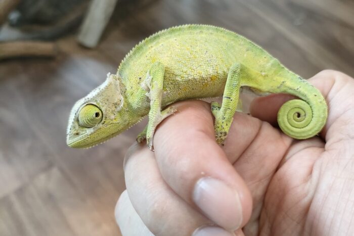 グラキリスカメレオン