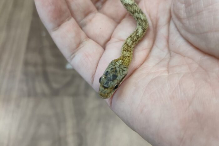 アオダイショウ