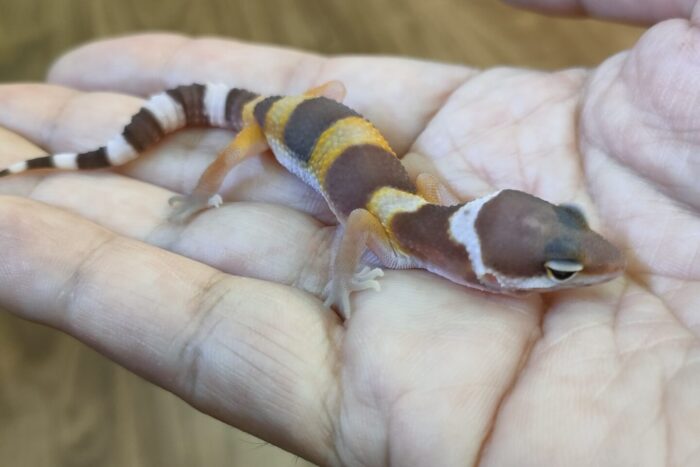 ヒョウモントカゲモドキ(タンジェリントレンパー)
