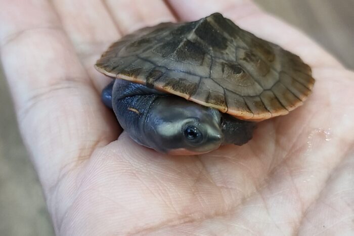ニシキマゲクビガメ