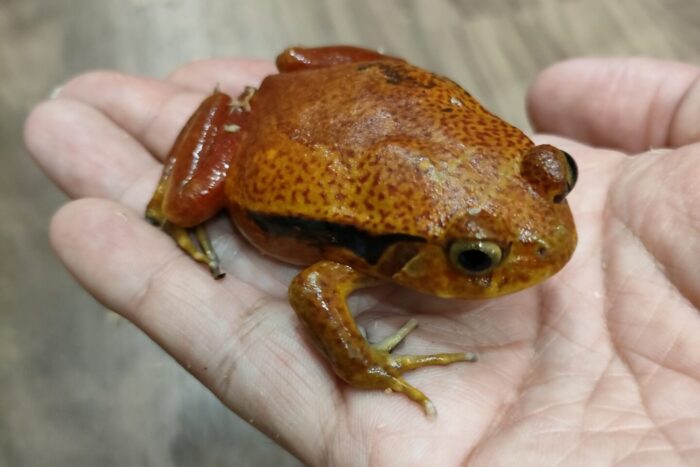 サビトマトガエル