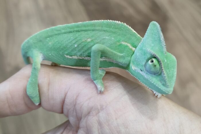 エボシカメレオン ♀