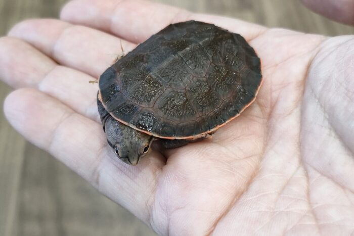 ジェフロアカエルガメ