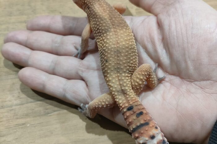 ヒョウモントカゲモドキ(SHTCT)