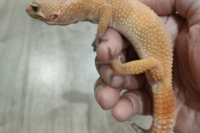 ヒョウモントカゲモドキ(SHTCT)