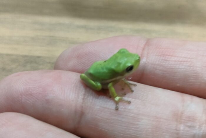 アメリカアマガエル