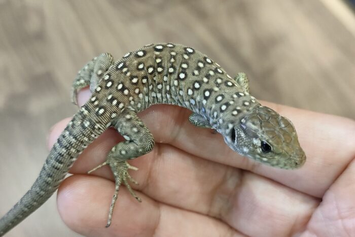 ホウセキカナヘビ