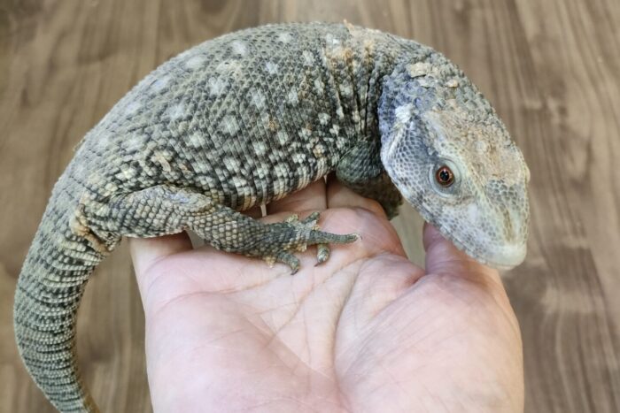 サバンナモニター