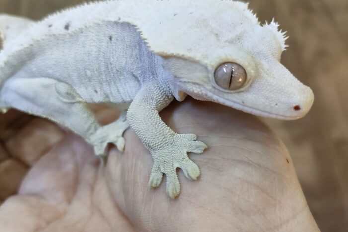 クレステッドゲッコー(リリーホワイト) ♀