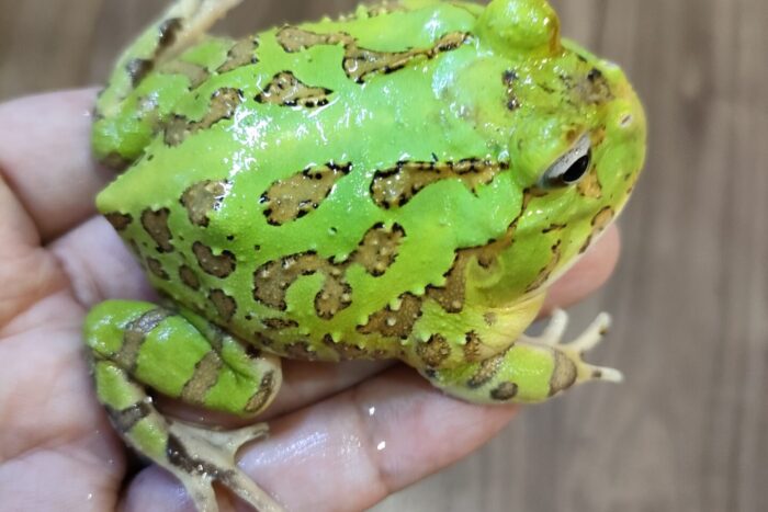 ベルジェットガエル