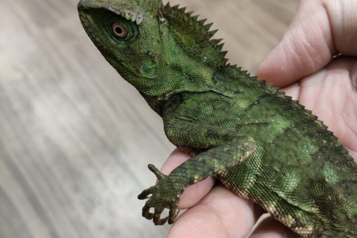 カメレオンモリドラゴン ♀