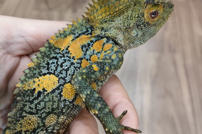 カメレオンモリドラゴン ♂