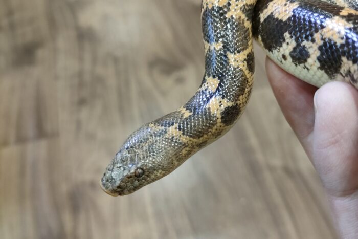 ミューラーサンドボア