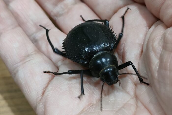 トゲヘリサバクゴミムシダマシ