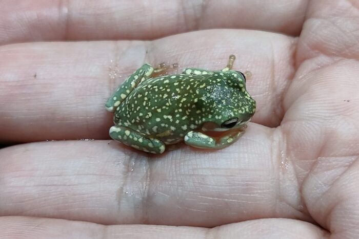 イエアメガエル(スノーフレーク)