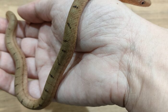 タイリクシュウダ