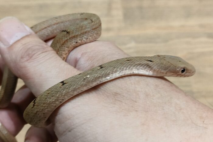 タイリクシュウダ