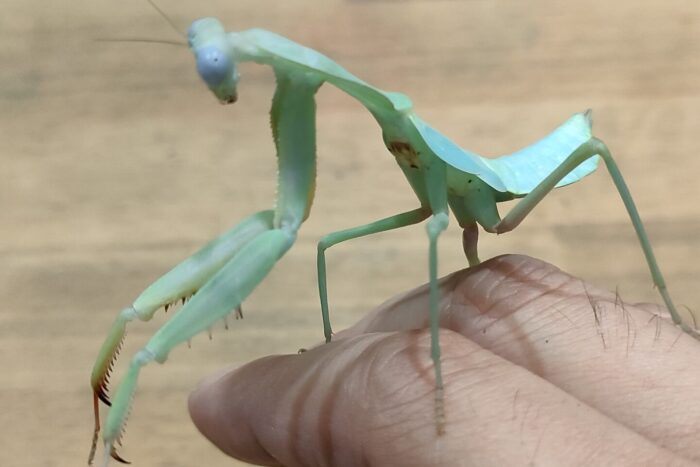 ジャイアントシールドマンティス