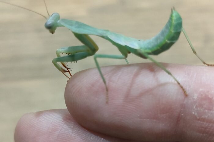 ジャイアントシールドマンティス