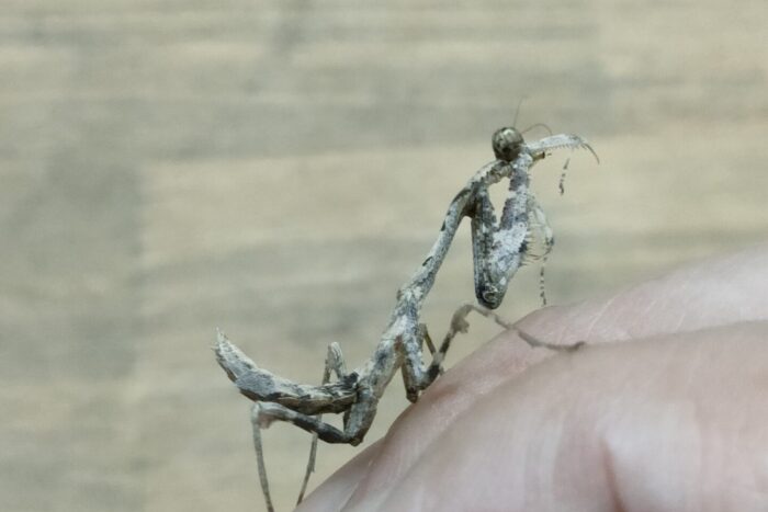 ロバタカレハカマキリ