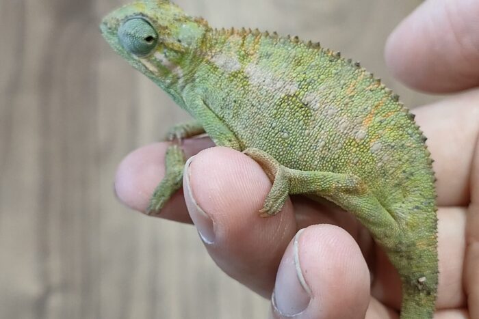 エリオットカメレオン ♀