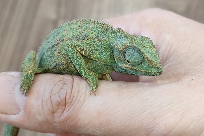 エリオットカメレオン ♂