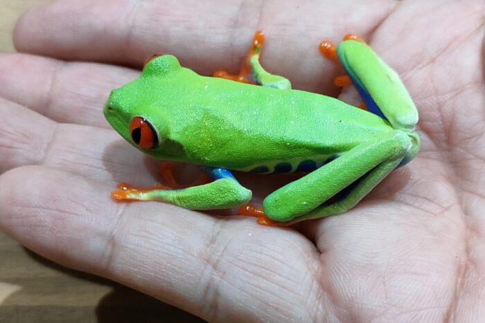 アカメアマガエル