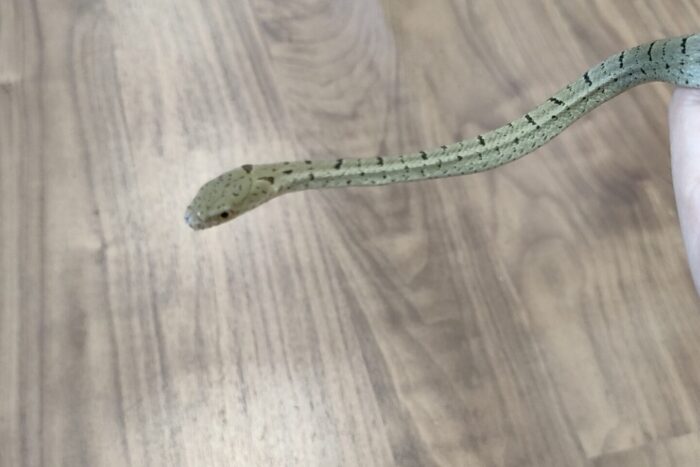 ユンナンシュウダ