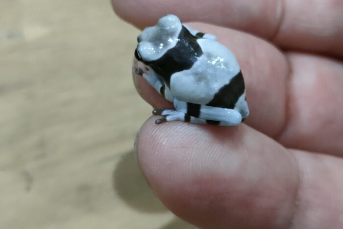 ミルキーフロッグ