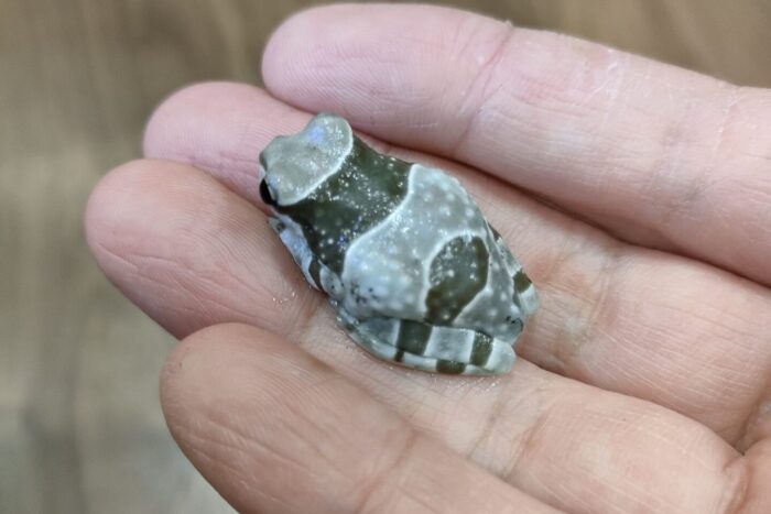 ミルキーフロッグ