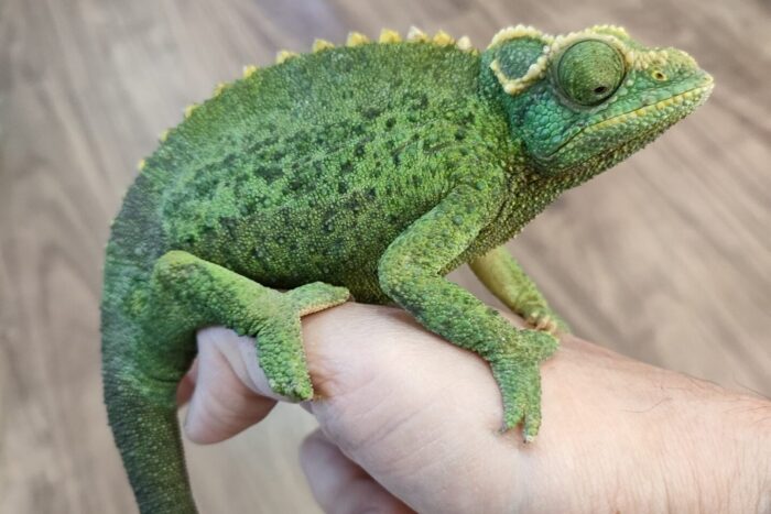 ジャクソンカメレオン(キサントロプス)