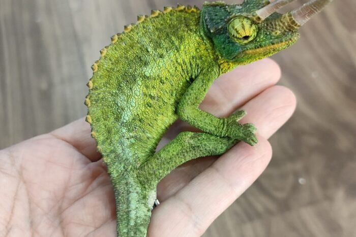 ジャクソンカメレオン(キサントロプス)